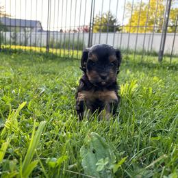 Girl 1 - Blue and gold female Yorkshire Terrier puppy in Marion, Indiana from Brandon's Yorkshire Terriers