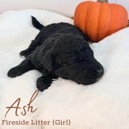 Ash - Black female Goldendoodle puppy in Livermore, Colorado from Heritage Hills Family Doodles