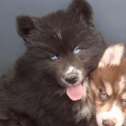 Disciple - Black male Siberian Husky puppy in West Liberty, Ohio from Skyfallsiberians