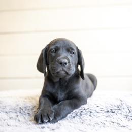 Girl 4 - Black female Labrador Retriever puppy in Minden, Nevada from Candyview Labradors