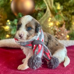 Boy 3 - Sable male Bernedoodle puppy in Royse City, Texas from Platinum Bernedoodles of Texas
