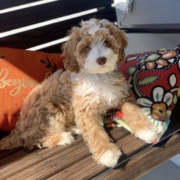 Australian Labradoodle Puppies from Majestic Labradoodles