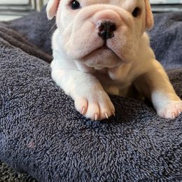 Bulldog Puppies from Pitts Kennel