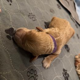 Miss Purple - Cream female Goldendoodle puppy in Indiana, Pennsylvania from Kathy's Doodles