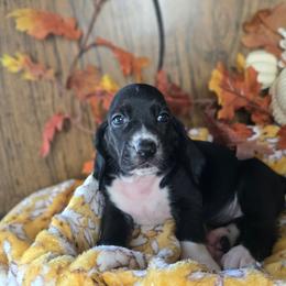 Rhaenyra - Black and white female Basset Hound puppy in Valley, Washington from Enchanted Valley Paws