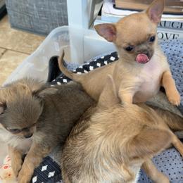 Faith 4,500 - Blue fawn female Chihuahua puppy in East Syracuse, New York from Blissful’s Chihuahuas