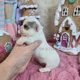 Fezziwig 4250 - Chocolate blue male Chihuahua puppy in Piqua, Kansas from Cute As A Cupcake Chihuahuas