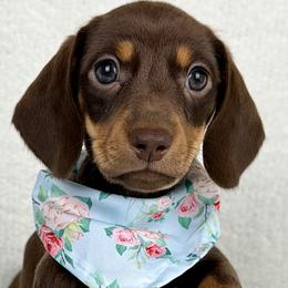 Sassafras AKC - Chocolate and tan female Dachshund puppy in Hendersonville, North Carolina from Snarky Doxy Miniature Dachshunds