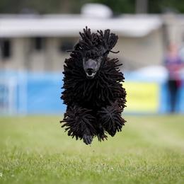 Slater - Poodle