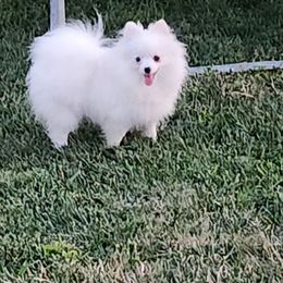 Summer - Pomeranian