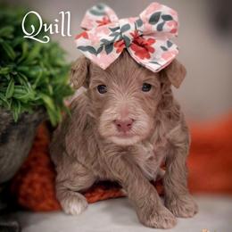 Quill - Apricot female Goldendoodle puppy in Cleveland, Tennessee from Edgewater Doodles & Designer Pups