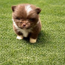 Brownie - Chocolate parti male Pomeranian puppy in Rhome, Texas from TyeDye Kennels
