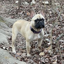 Rose - French Bulldog