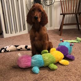 Irish Setter Puppies from Kilkieran Kennels and farm
