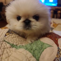 Pekingese Puppies from Tao Pekingese