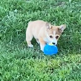 Pembroke Welsh Corgi Puppies from Red Elephant Farms