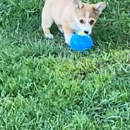 Pembroke Welsh Corgi Puppies from Red Elephant Farms