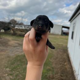 Bella - Black and cream female Dachshund puppy in Nashville, Arkansas from Cuddles n Curls