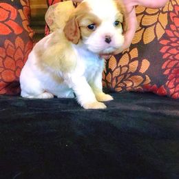 Cavalier King Charles Spaniel Puppies from Amber Field Cavaliers