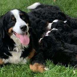 Bernese Mountain Dogs from Olive and Lucy’s Precious Littles