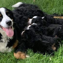 Bernese Mountain Dogs from Olive and Lucy’s Precious Littles