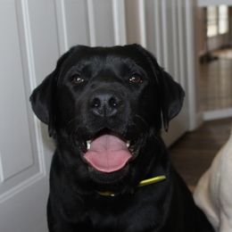 Reign - upcoming - Labrador Retriever