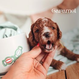 Caramel - Red  female Poodle puppy in Idaho Falls, Idaho from Freckle Paw Family