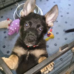 Red - Black and tan male German Shepherd puppy in Dawsonville, Georgia from Vom Aussenseiter