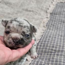 Mini - Tricolors female French Bulldog puppy in Cabool, Missouri from Shannon French Bulldogs