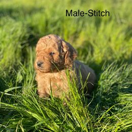 Goldendoodle Puppies from Doodle Paradise