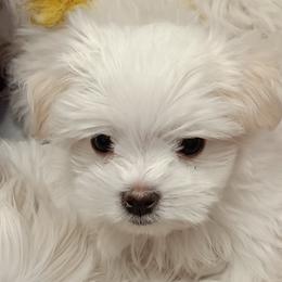 Maltese Puppies from SugarBellsMaltese