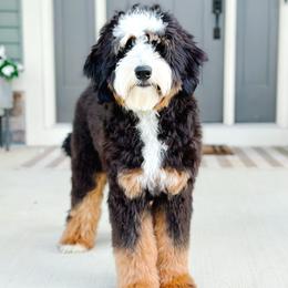Cruz - Bernedoodle