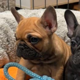Sweet girl - Fawn female French Bulldog puppy in Roanoke Rapids, North Carolina from Ferrell’s Frenchies