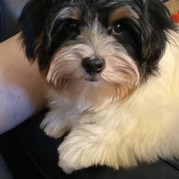 Assorted Doodle Crosses, Double Doodle, Maltipoo, Morkie, and Yorkipoo Puppies from Danza Bolo