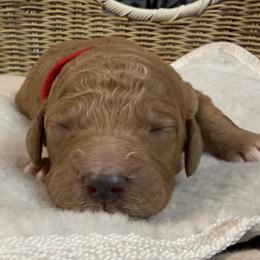 Girl 1 - female Goldendoodle puppy in Clermont, Florida from Da Ruba Doodles