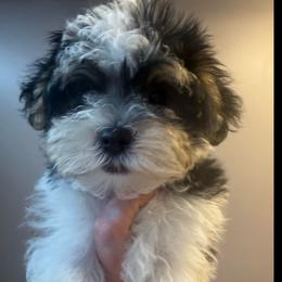 Onyx - Piebald male Morkie puppy in Florence, Kentucky from 4paws4ever by Design