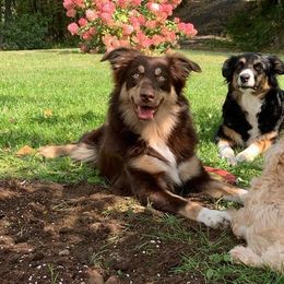 Reese - Australian Shepherd