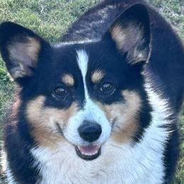 Pembroke Welsh Corgis from Wendy Munro