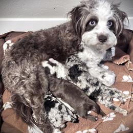 Aussiedoodle puppies from North Idaho Miniature Aussiedoodles