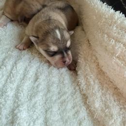 Valor - Wolf sable male Pomsky puppy in Doon, Iowa from Luxury Pomsky
