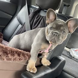 Periwinkle - Tricolors French Bulldog puppy in Ligonier, Pennsylvania from Wiggle Butz Frenchies