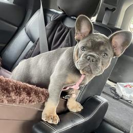 Periwinkle - Tricolors French Bulldog puppy in Ligonier, Pennsylvania from Wiggle Butz Frenchies