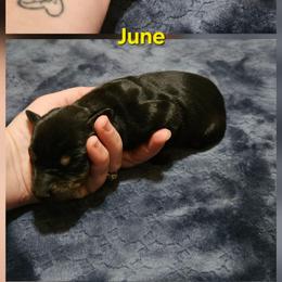 June - Black and rust female Doberman Pinscher puppy in Mount Orab, Ohio from Heyne Kennels