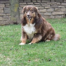 Melania - Miniature Australian Shepherd