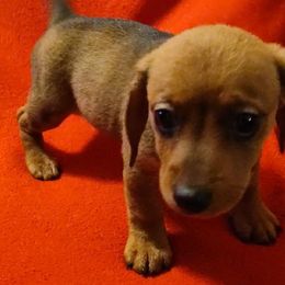 Dachshund Puppies from Elzy Family