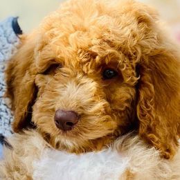 Poodles from French Broad Farms