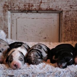 Aussiedoodle Puppies from Wilson Cattle Co.
