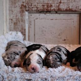 Aussiedoodle Puppies from Wilson Cattle Co.