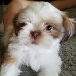 Shih Tzu Puppies from Shelly's Shih Tzus
