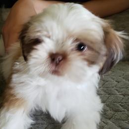 Shih Tzu Puppies from Shelly's Shih Tzus